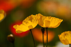 Shall We Dance?✿Poppy