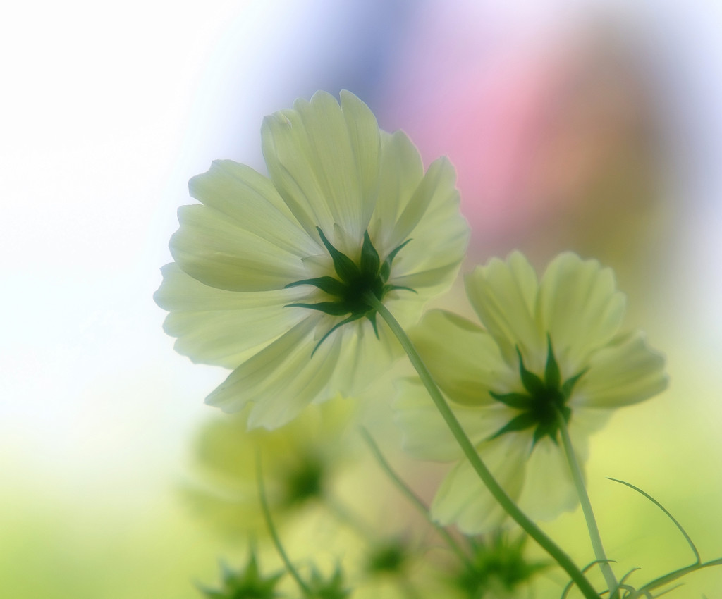 秘密の花園・こすもす（４）