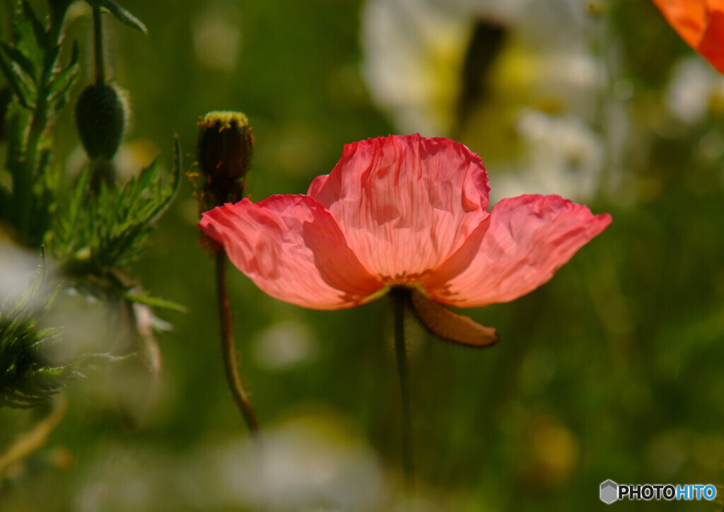 ひとりぽっちで踊らせて 