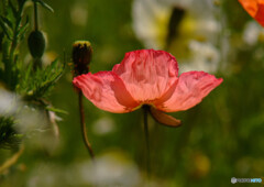 ひとりぽっちで踊らせて 