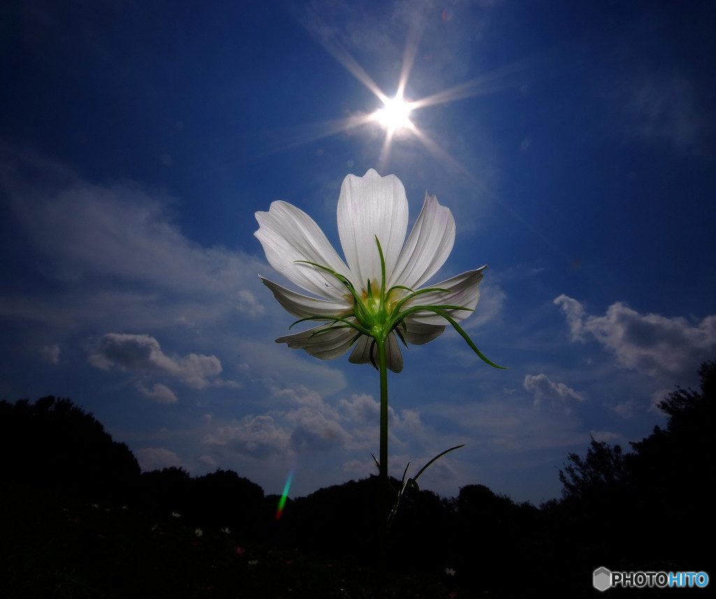 太陽とコスモス2015