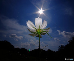 太陽とコスモス2015