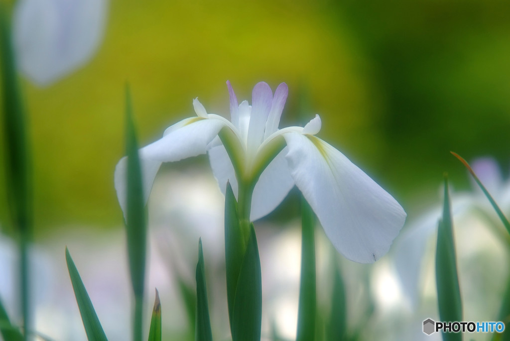 地上に降りた天使・華