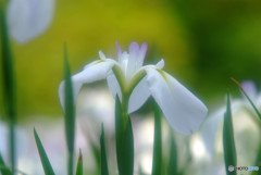 地上に降りた天使・華