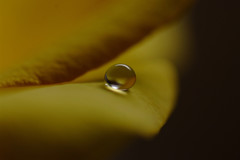 幸福の黄色い雫・（Ⅵ）