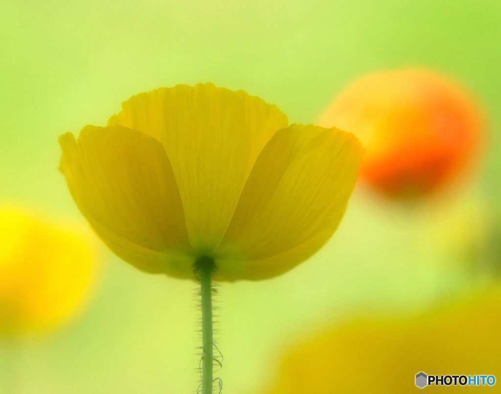 時をかける華・第7章