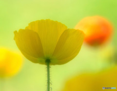 時をかける華・第7章