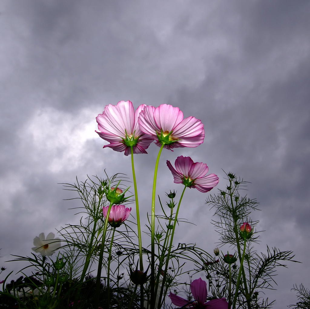 嵐が丘より・こすもす