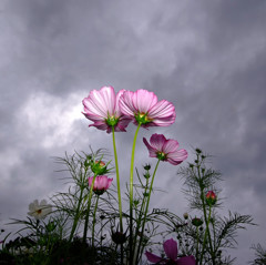 嵐が丘より・こすもす