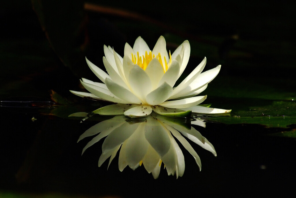 歓喜の華✿睡蓮