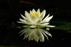 歓喜の華✿睡蓮