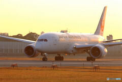 December MorningⅧ✈JAL Dreamliner