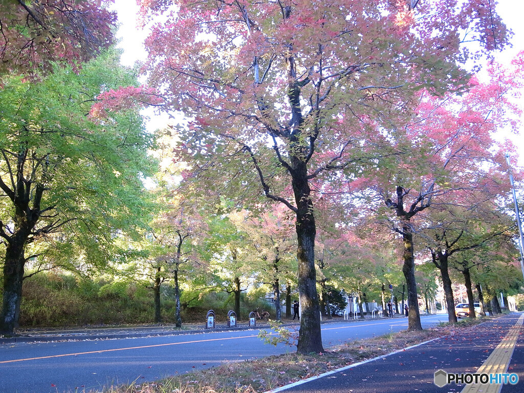 三色彩道❁紅葉の季節