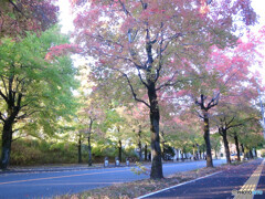 三色彩道❁紅葉の季節