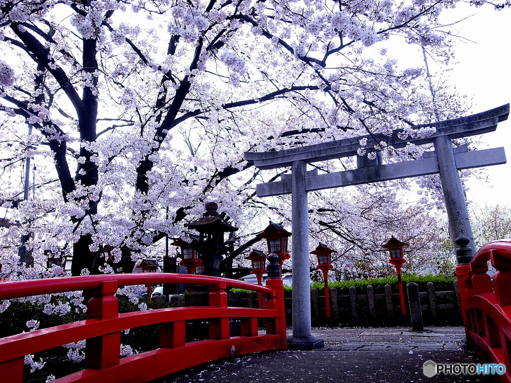 心静かに・都の桜