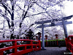 心静かに・都の桜