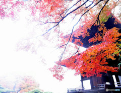 京都慕情・紅葉