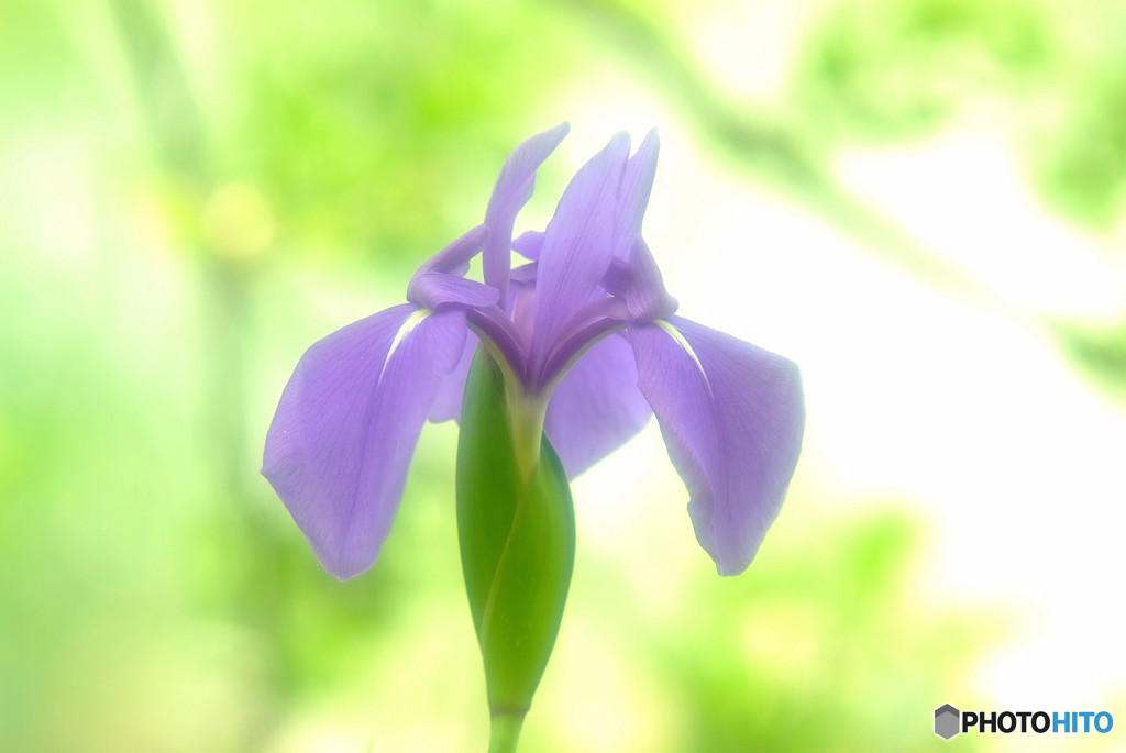 皐月の想い・華