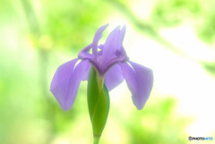 皐月の想い・華