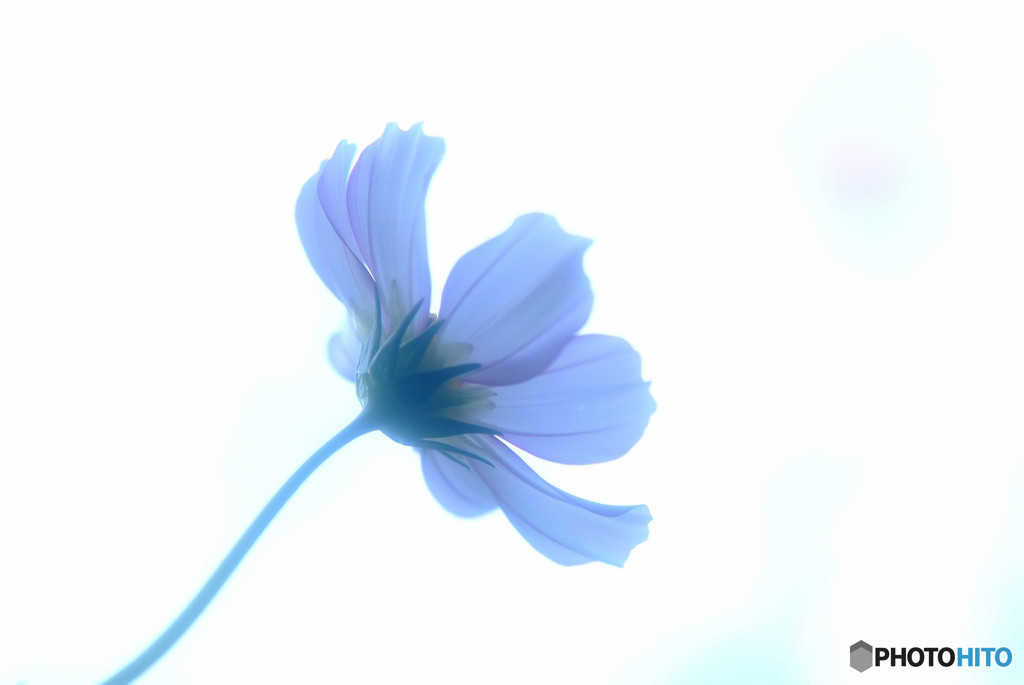 白い恋人・秋桜