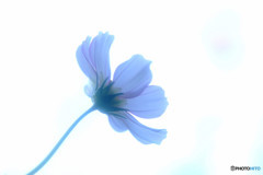 白い恋人・秋桜