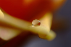 愛しき惑星・（Ⅴ）