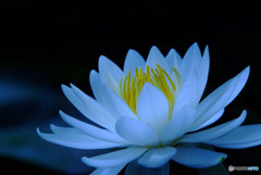 また君に恋してる ・睡