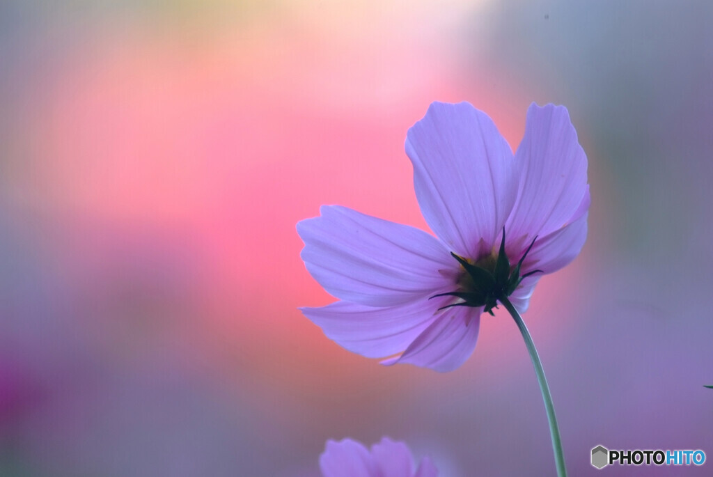 Japanese Beauty✿心静かに