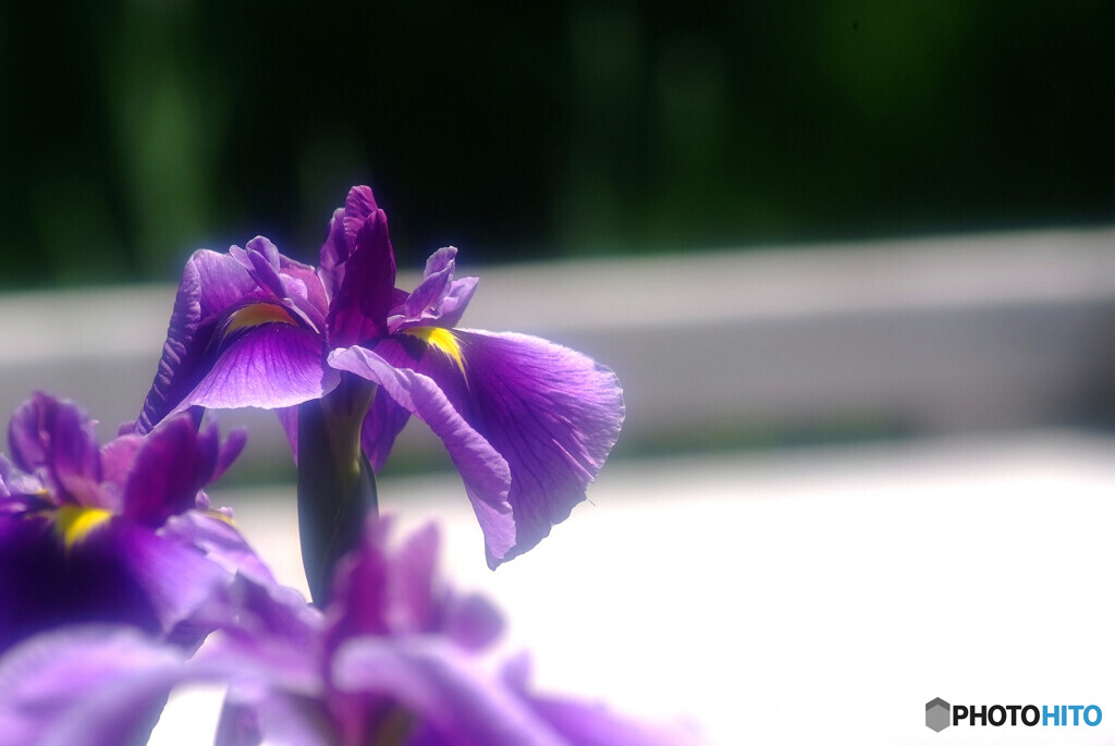 Japanese Beauty✿皐月の涼