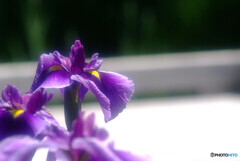 Japanese Beauty✿皐月の涼