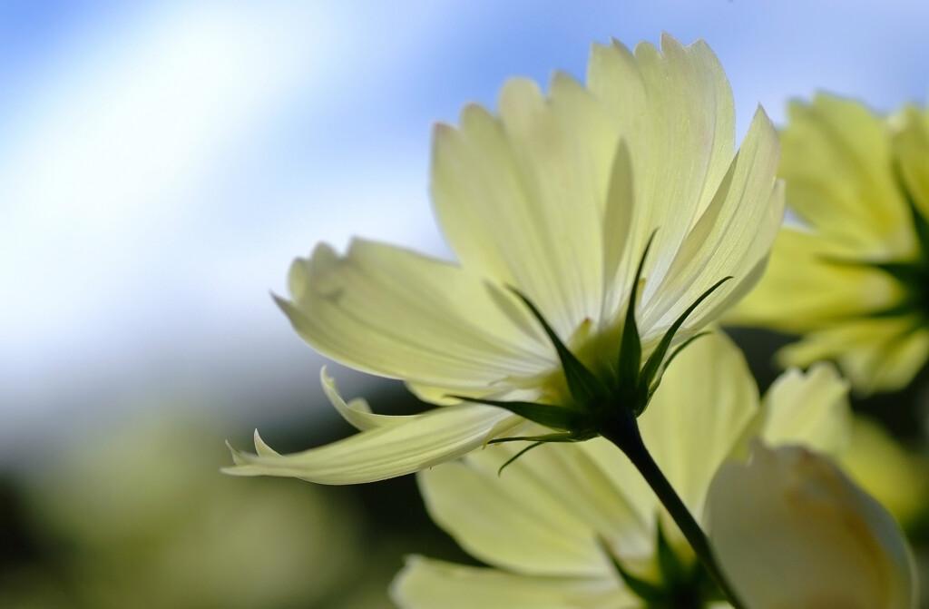 Cosmos theater➐秋空散歩2025