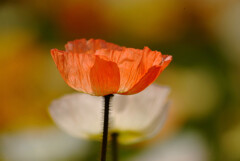 なごみの時間✿Poppy