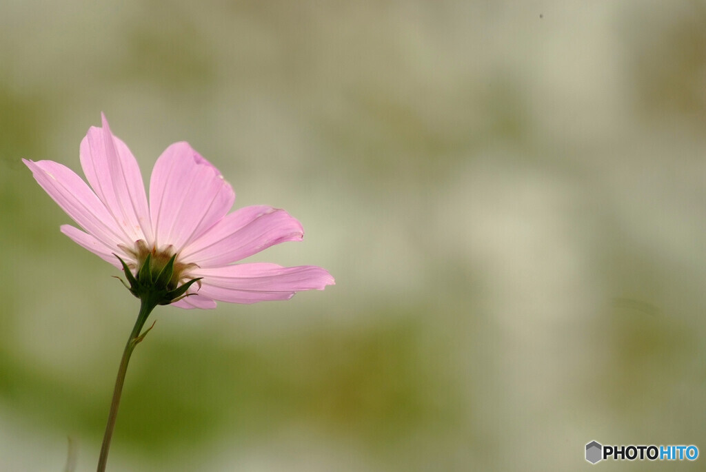 静寂の時✿秋桜
