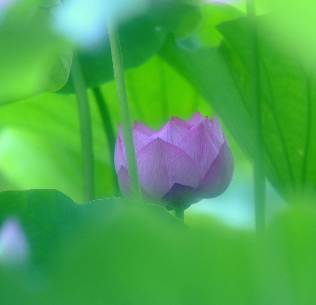 夢心地・蓮　2014