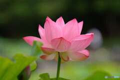 華やかに美しく❁蓮