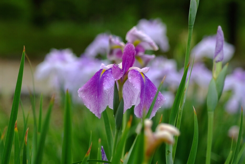 水月の詩✿菖蒲