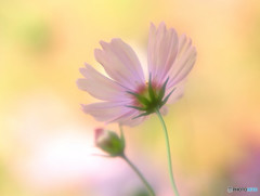 儚き片思い・2015