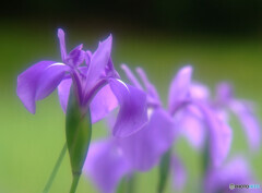 いつまでも変わらぬ愛を