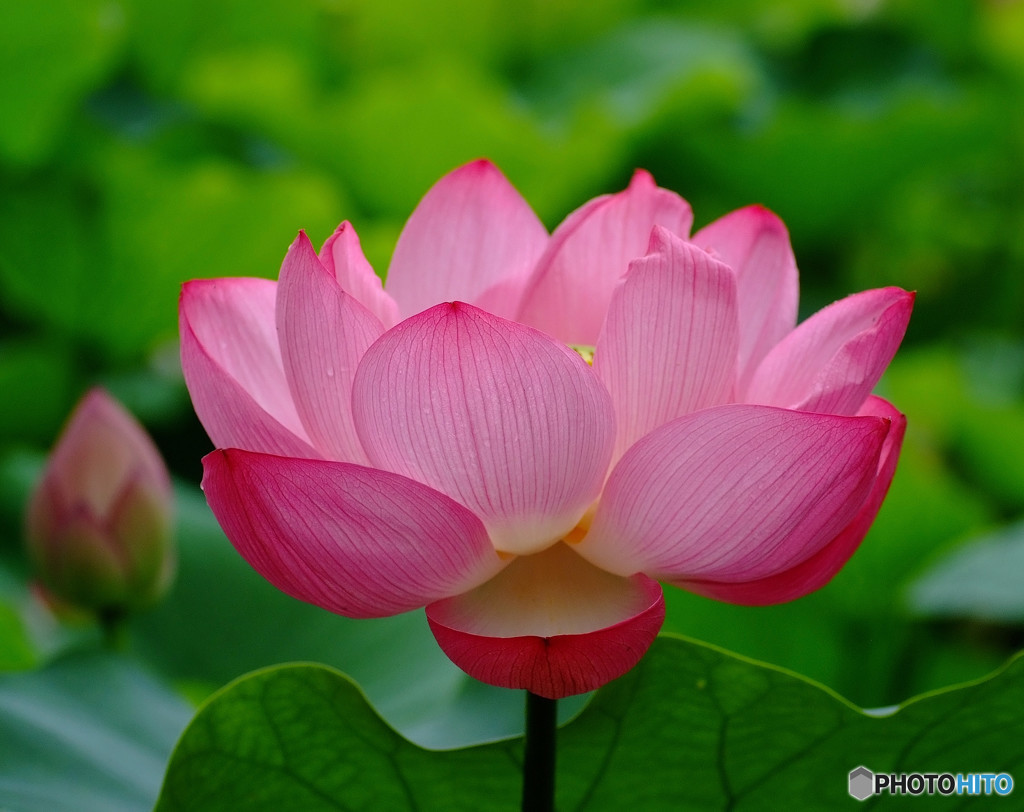 涼月の華（Ⅱ）
