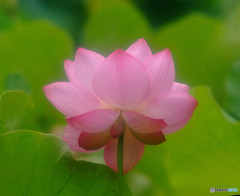 早朝の太陽・蓮