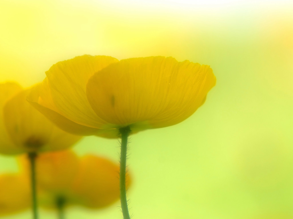 儚き夢・華（Ⅱ）