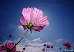 Cosmos theaterⅣ・秋