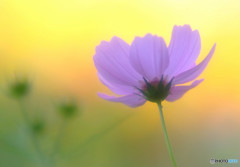 秋の扉・秋桜