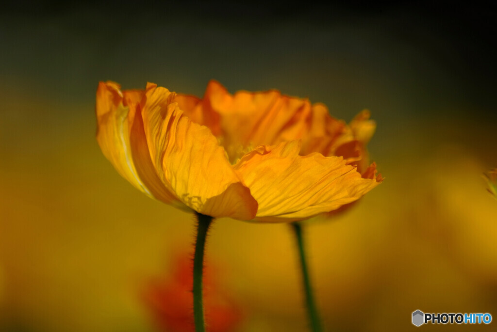 Poppy日記✿舞姫