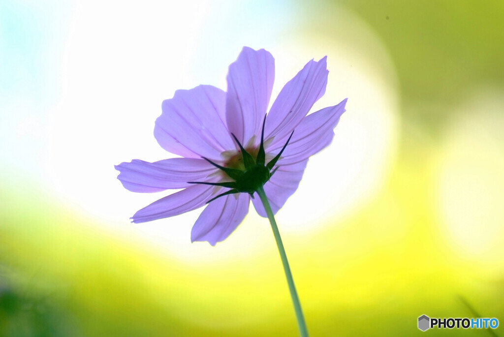 永遠の輝き✿秋桜