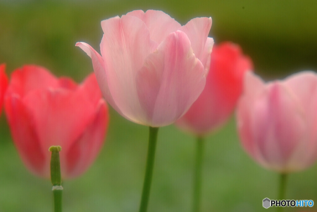 愛し君に捧ぐ花✿卯月