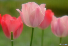 愛し君に捧ぐ花✿卯月