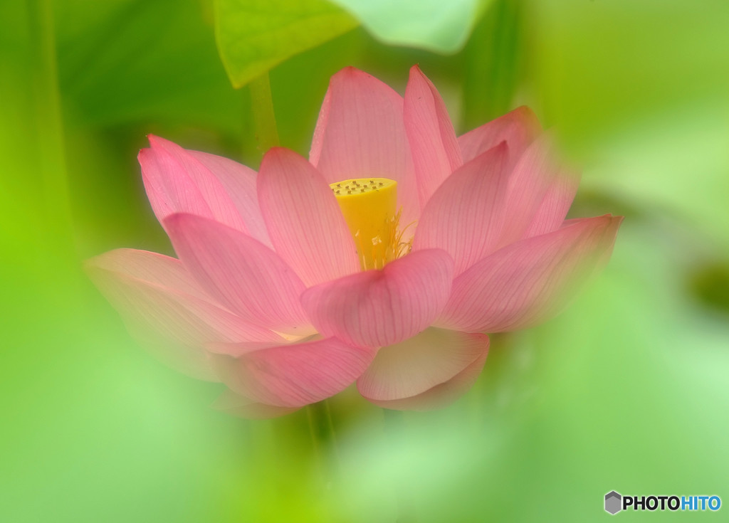 初夏の扉・華