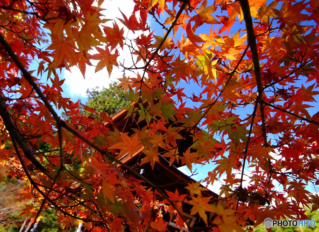 奥嵯峨・紅葉日記