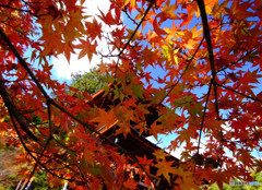 奥嵯峨・紅葉日記